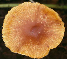 Image of Galerina salicicola P. D. Orton 1960