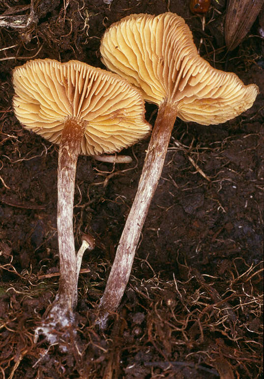 Image of Galerina salicicola P. D. Orton 1960