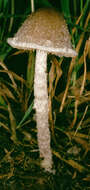 Image de Psathyrella senex (Peck) A. H. Sm. 1972
