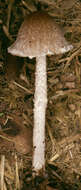 Image de Psathyrella senex (Peck) A. H. Sm. 1972
