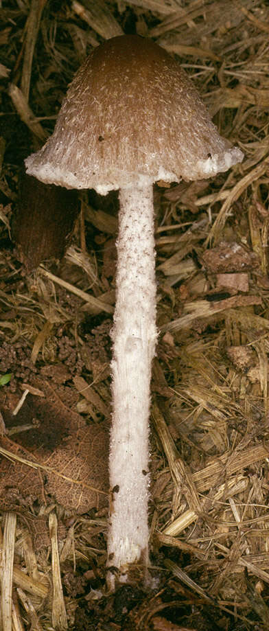 Image of Psathyrella senex (Peck) A. H. Sm. 1972