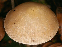 Image of Psathyrella spadiceogrisea (Schaeff.) Maire 1937