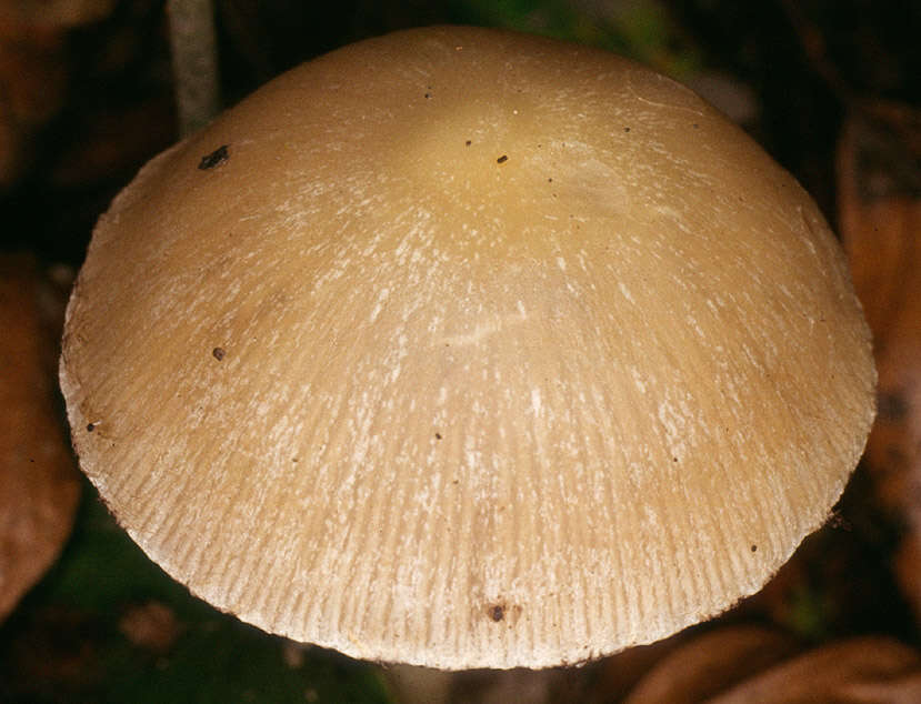 Image of Psathyrella spadiceogrisea (Schaeff.) Maire 1937