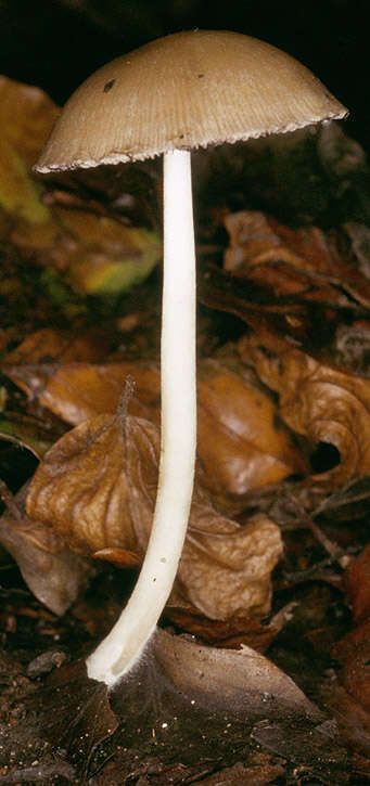 Image of Psathyrella spadiceogrisea (Schaeff.) Maire 1937