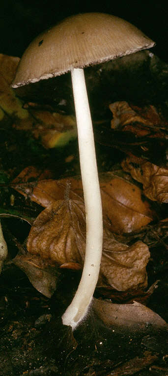 Image of Psathyrella spadiceogrisea (Schaeff.) Maire 1937