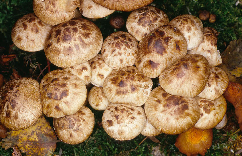 Image de Psathyrella maculata (C. S. Parker) A. H. Sm. 1972