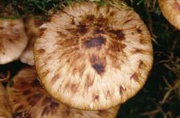 Image de Psathyrella maculata (C. S. Parker) A. H. Sm. 1972