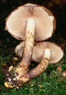 Image de Psathyrella maculata (C. S. Parker) A. H. Sm. 1972