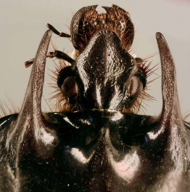 Image of Typhaeus