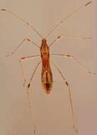 Image of Hemiptera