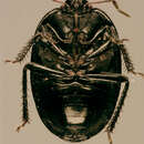 Image of Sehirus luctuosus