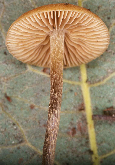 Image of Naucoria amarescens Quél. 1883