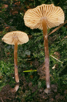 Image of Naucoria escharioides (Fr.) P. Kumm. 1871