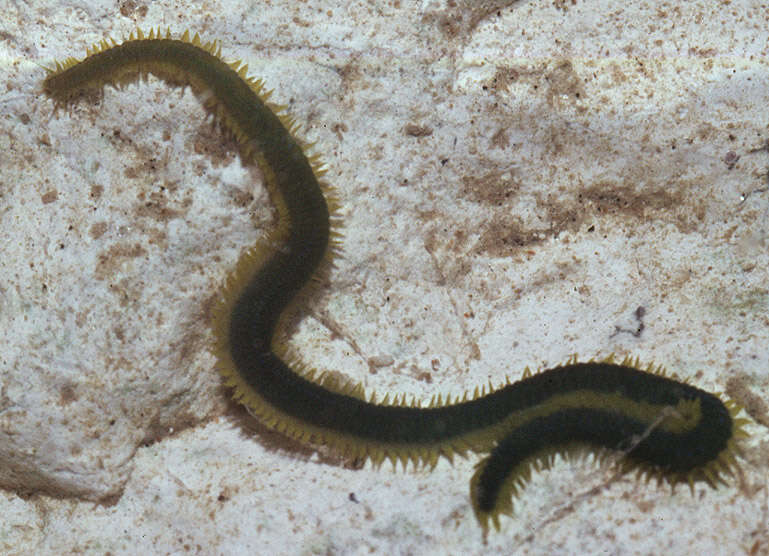 Image of Eulalia clavigera (Audouin & Milne Edwards 1833)