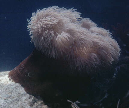 Image of Sea anemone