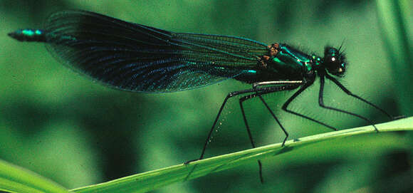 Image of Banded Agrion