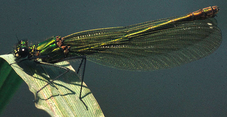 Image of Banded Agrion