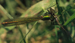 Image of Banded Agrion