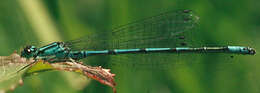 Image of Coenagrion puella