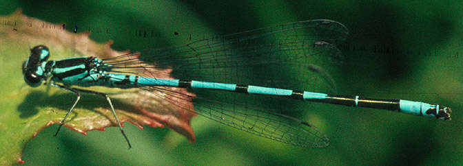 Image of Coenagrion puella