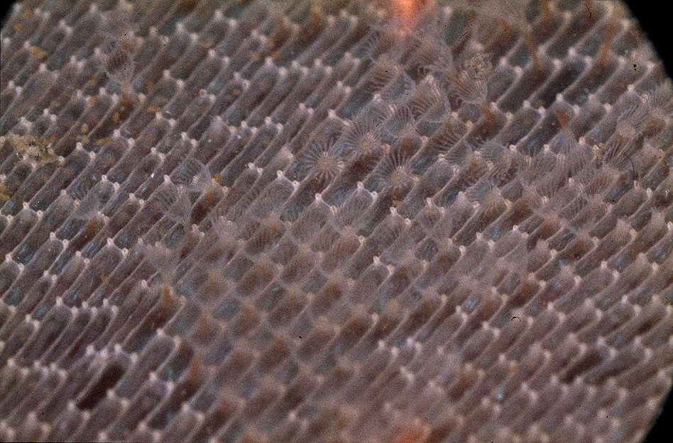 Image of Marine bryozoan