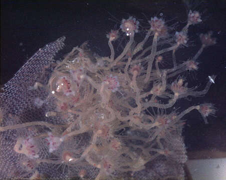 Image of flower-head polyp