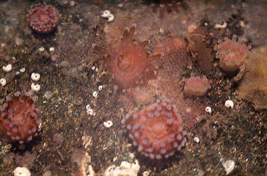 Image of Jewel anemone