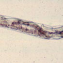 Image of Nematoda