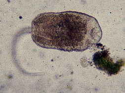 Image of Aspidogastrea