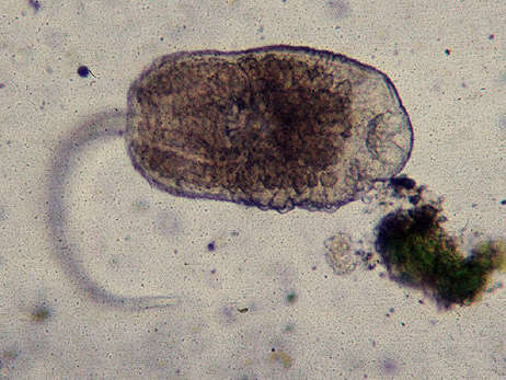 Image of Aspidogastrea