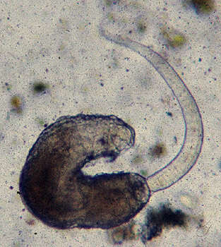 Image of Aspidogastrea