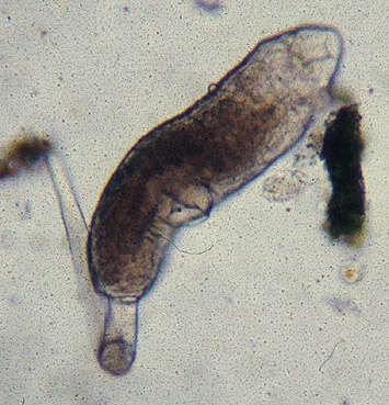 Image of Aspidogastrea