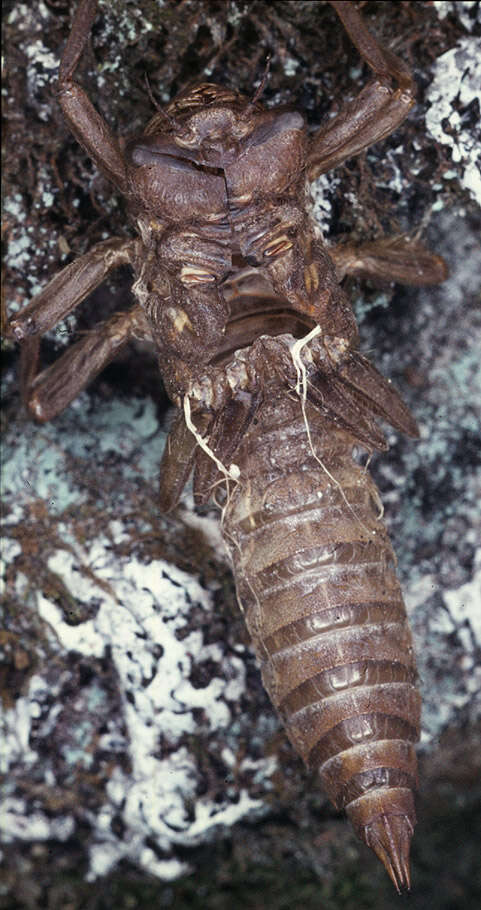 Image of golden-ringed dragonfly