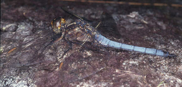 Image of Keeled Skimmer