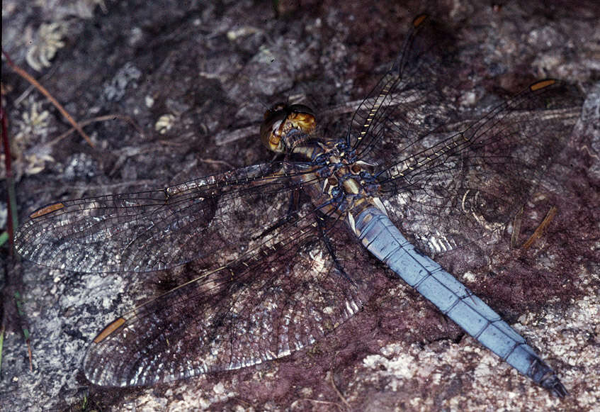 Image of Keeled Skimmer