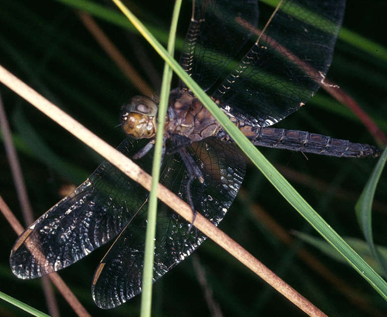 Image of Keeled Skimmer