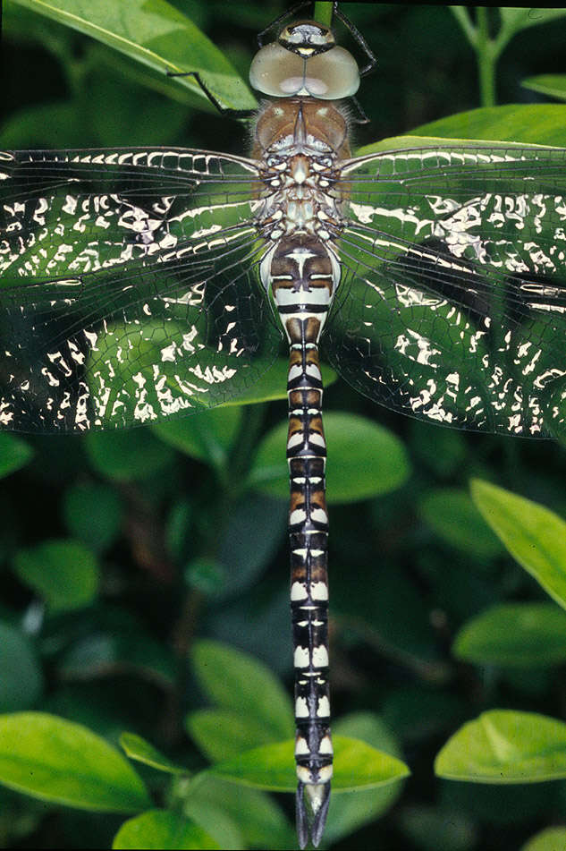 Image of Migrant Hawker