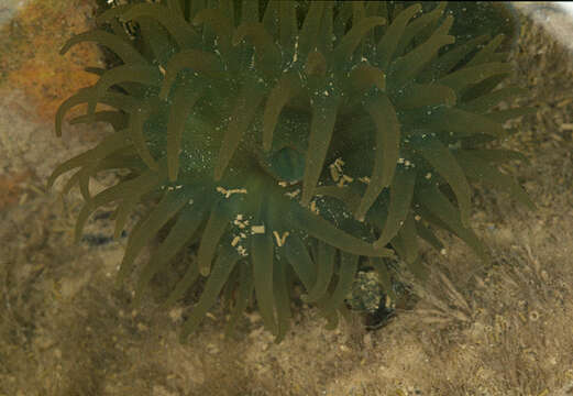 Image of Beadlet anemone