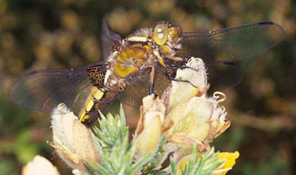 Image of Broad-bodied chaser