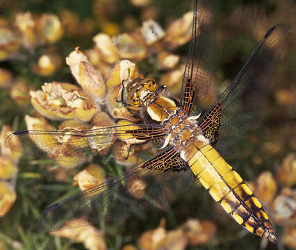 Image of Broad-bodied chaser