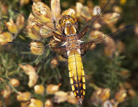 Image of Broad-bodied chaser