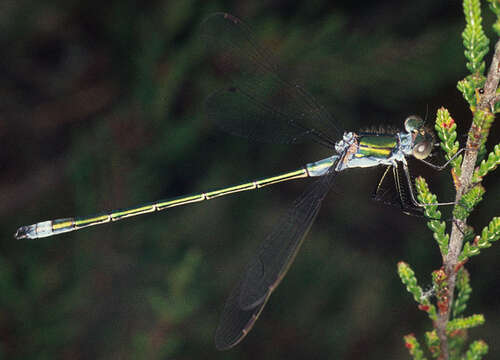 Image of Common Emerald Damselfly