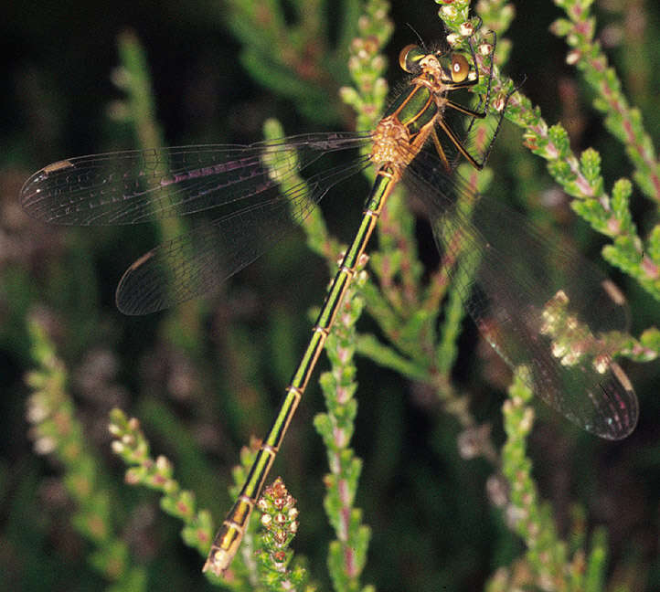 Image of Common Emerald Damselfly