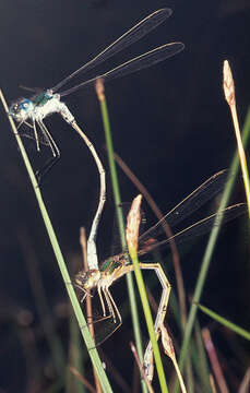 Image of Common Emerald Damselfly