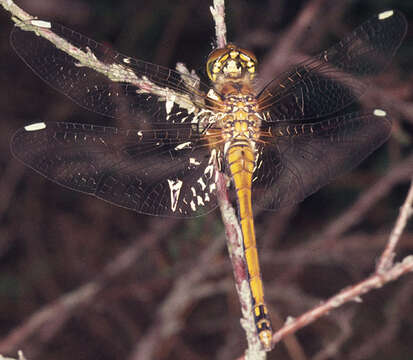 Image of black darter