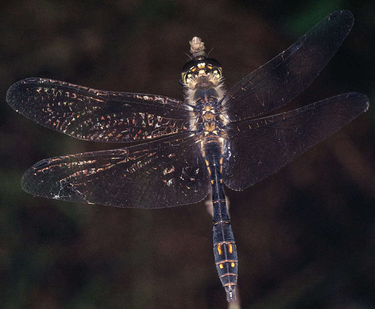 Image of black darter