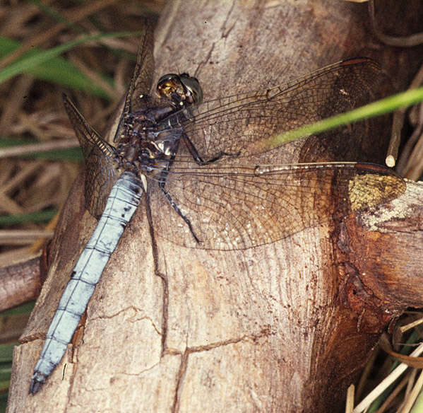 Image of Keeled Skimmer