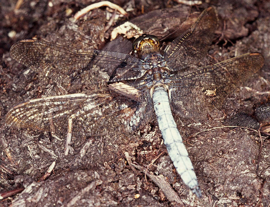 Image of Keeled Skimmer