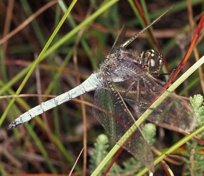 Image of Keeled Skimmer