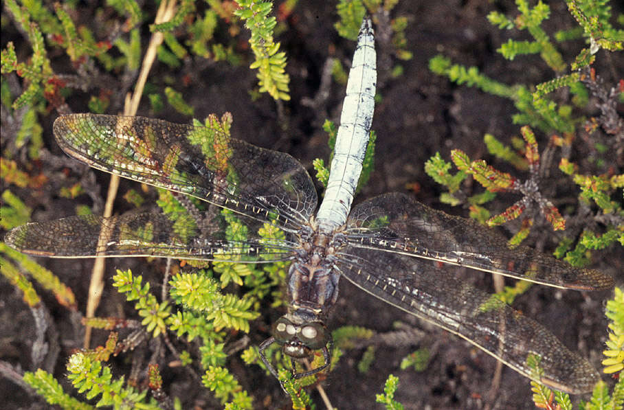 Image of Keeled Skimmer